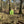 BIRDHOUSE FOREST